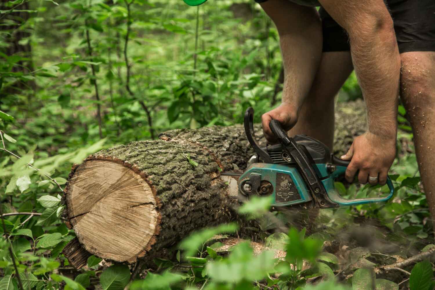 Best Arborist Services Near Me  in Lewistown, IL